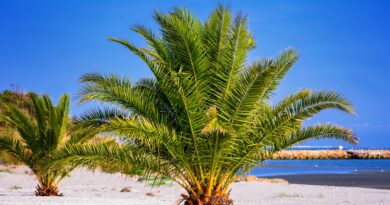 green palm tree on white sand beach