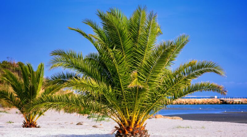 green palm tree on white sand beach