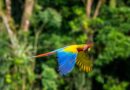 blue yellow and red parrot
