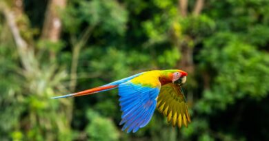 blue yellow and red parrot