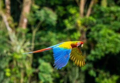 blue yellow and red parrot