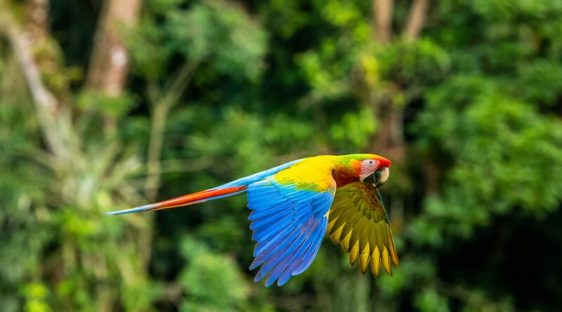 blue yellow and red parrot